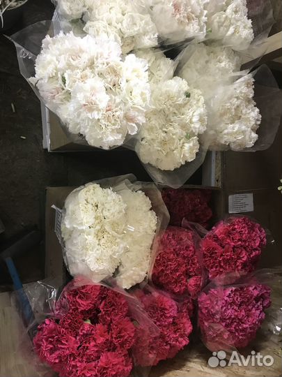 Гвоздики цветы