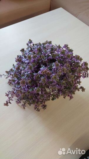 Каллизия розовая пантера