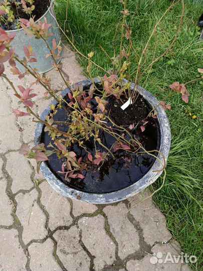 Саженцы голубики