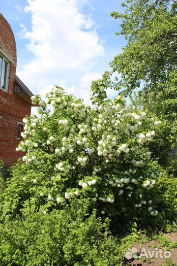 Саженцы калины Бульденеж