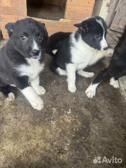 Русско европейская лайка