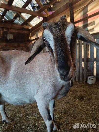 Козочки нубийские процентные