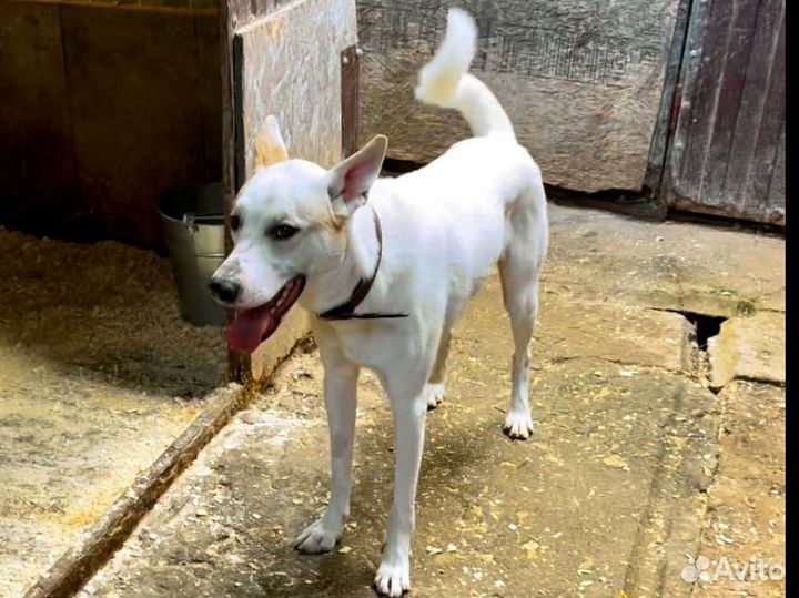 Несчастное создание молодой пёс Вайс