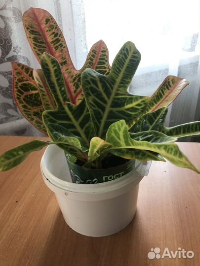 Продаются цветы