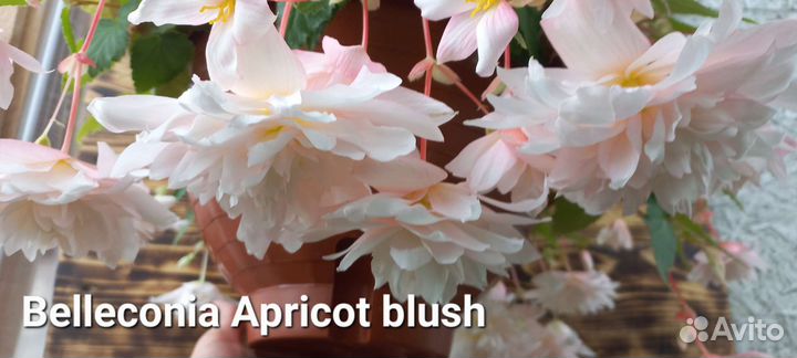 Бегония беллекония