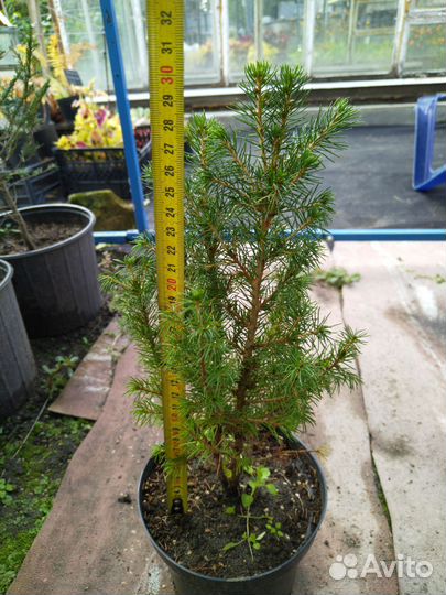 Ель канадская Коника