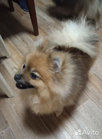 Померанский шпиц девочка