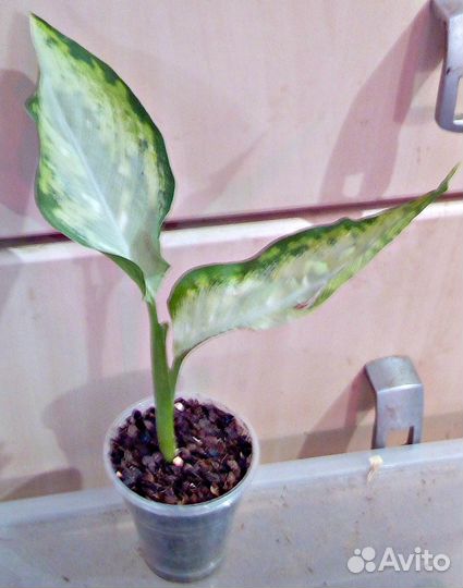 Редкие сорта диффенбахий и аглаонем продам