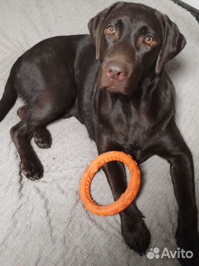 Лабродорчики