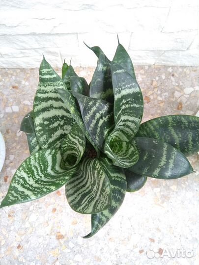 Сансевиерия Ханни