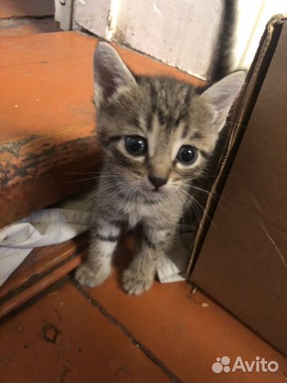 Котята в дар