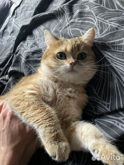 Котик золотой британский