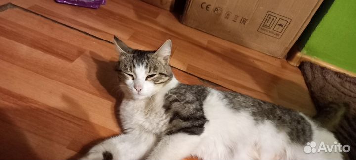Кошка