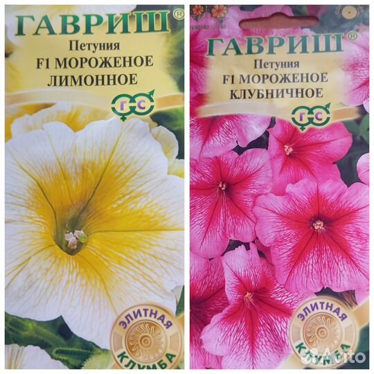 Рассада петуньи