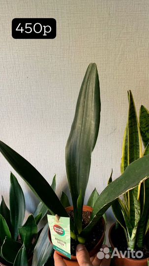 Сансевиерии в ассортименте