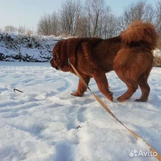 Вязка Тибет