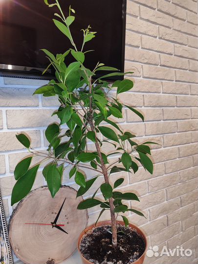 Драцены, фикус