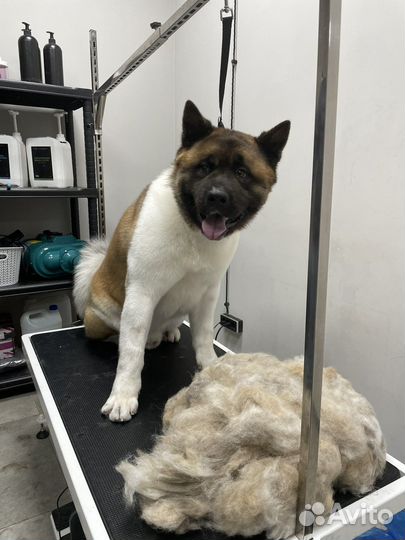 Грумер стрижка собак