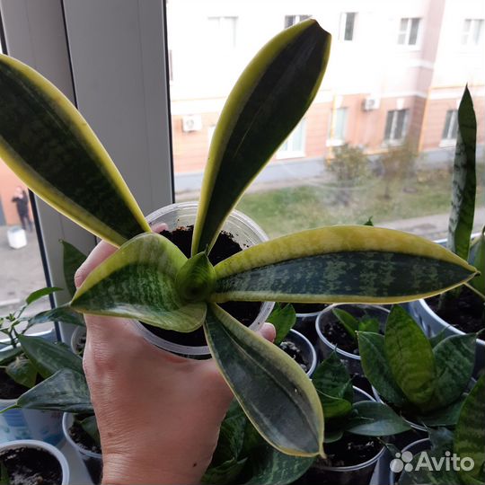 Сансевиерия футура суперба