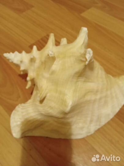 Ракушка морская большая