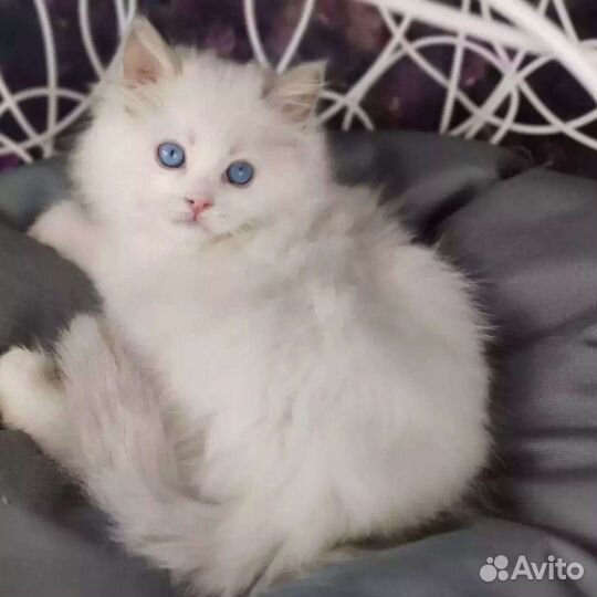 Рэгдолл для обнимашек и целовашек, с документами