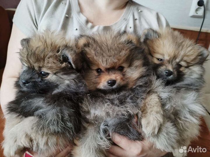 Собаки щенки шпиц