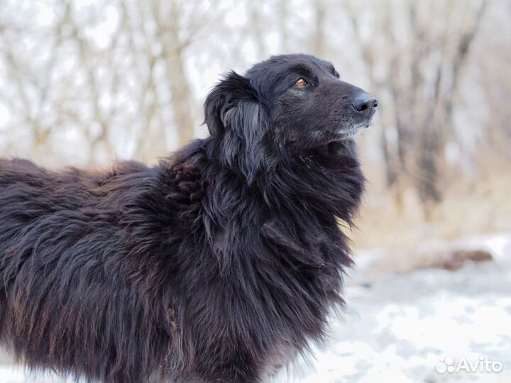 Собака колли Дора