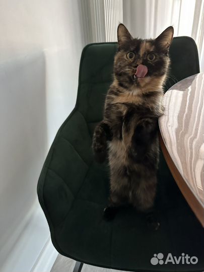 Кошка в дар