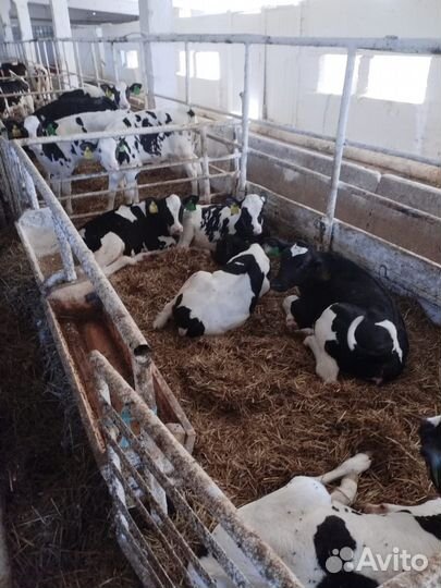 Телята бычки доставка