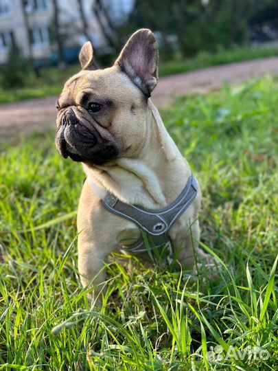 Французский бульдог кабель вязка
