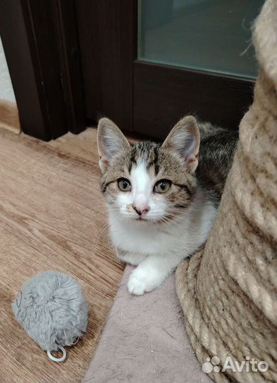 Котёнок девочка, 2 месяца