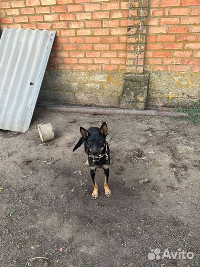 Австралийский келпи