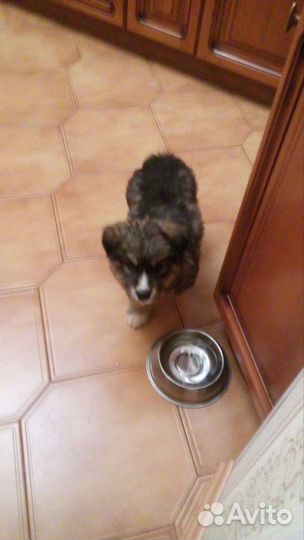 Передержка собак в домашних условиях