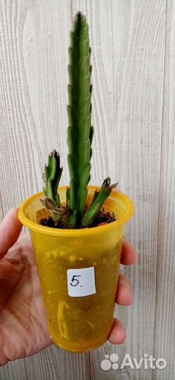 Стапелия суккулент