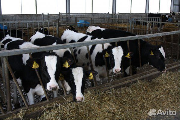 Бычки мясного молочного направления