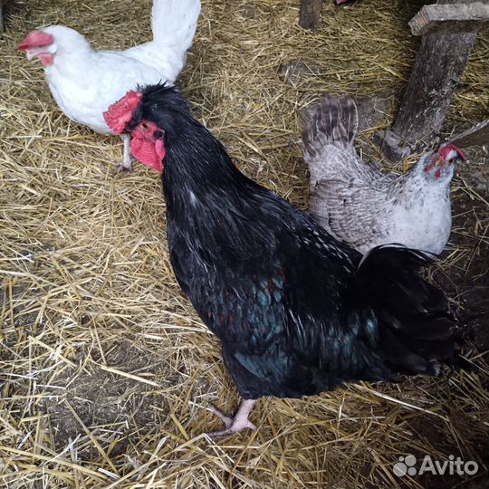 Продам молодых петушков