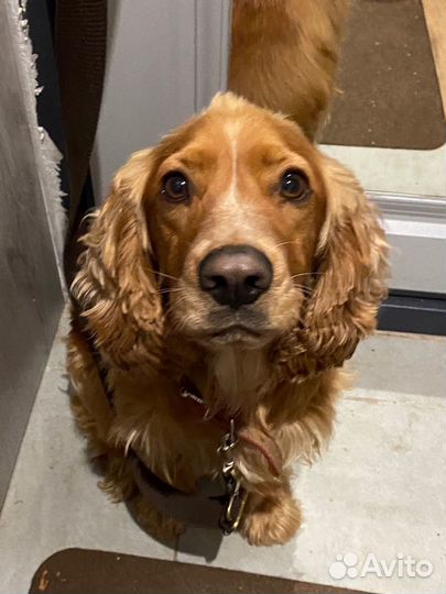 Кокер спаниель