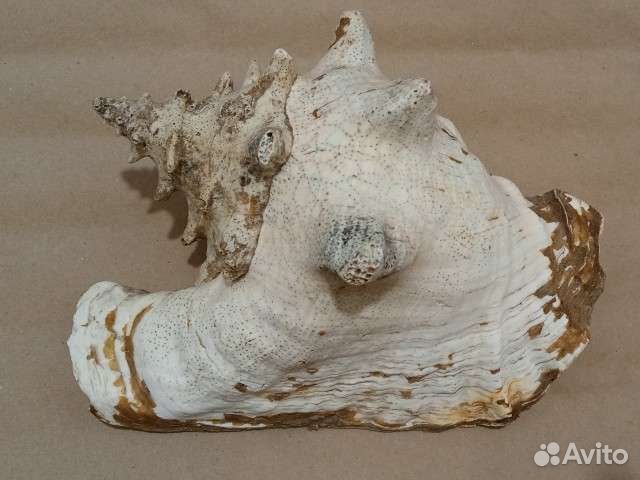 Большая морская раковина 27 см