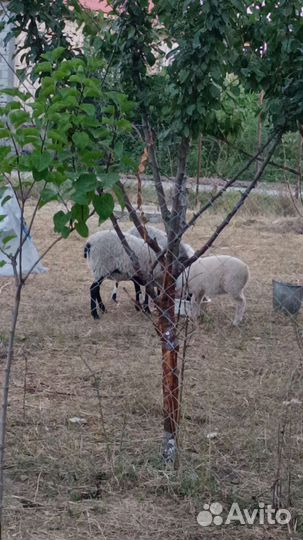 Ягнята и овцы