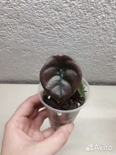 Детки алоказий