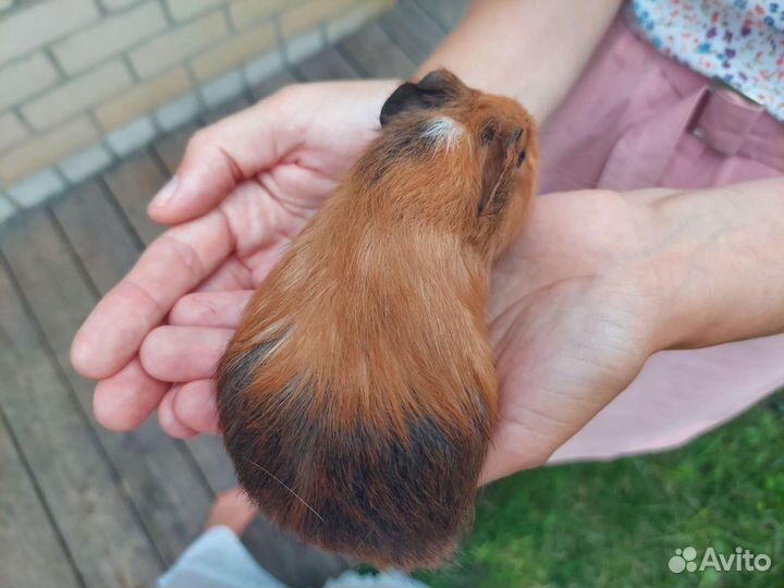 Морские свинки, малыши