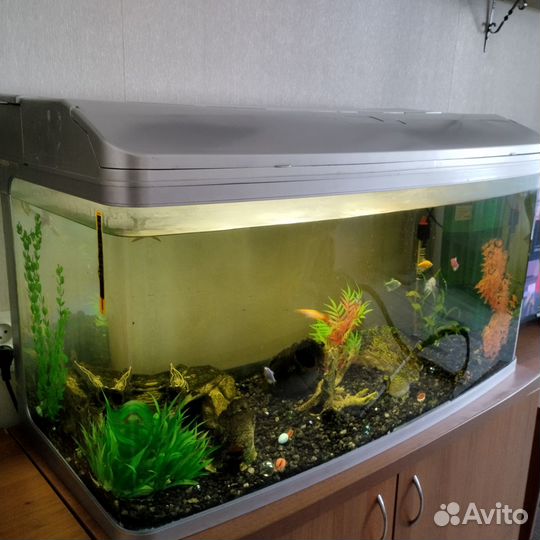Подаю аквариум с рыбками 200л