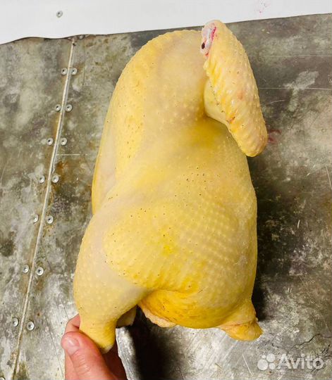 Бройлер домашний