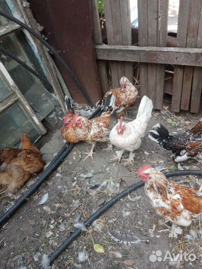 Петухи породы бентамки