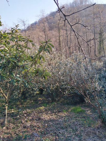 Участок 8 сот. (ИЖС)