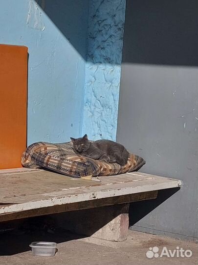 Британский кот в добрые руки