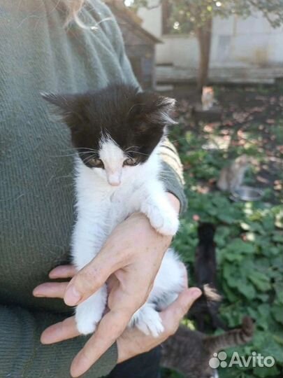 Котик и кошечка