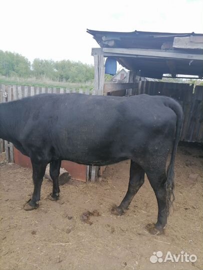 Телка 2 года