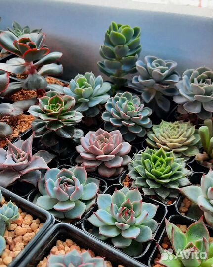 Суккуленты эхеверия детки