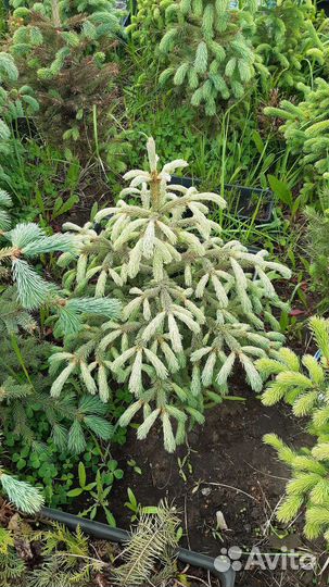 Ель Энгельмана (glauca)